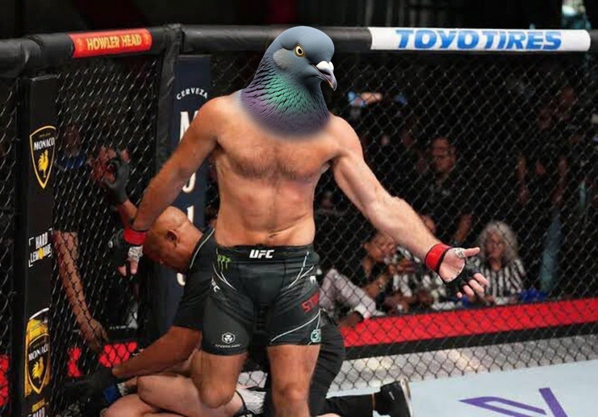 Pigeon Signal meme