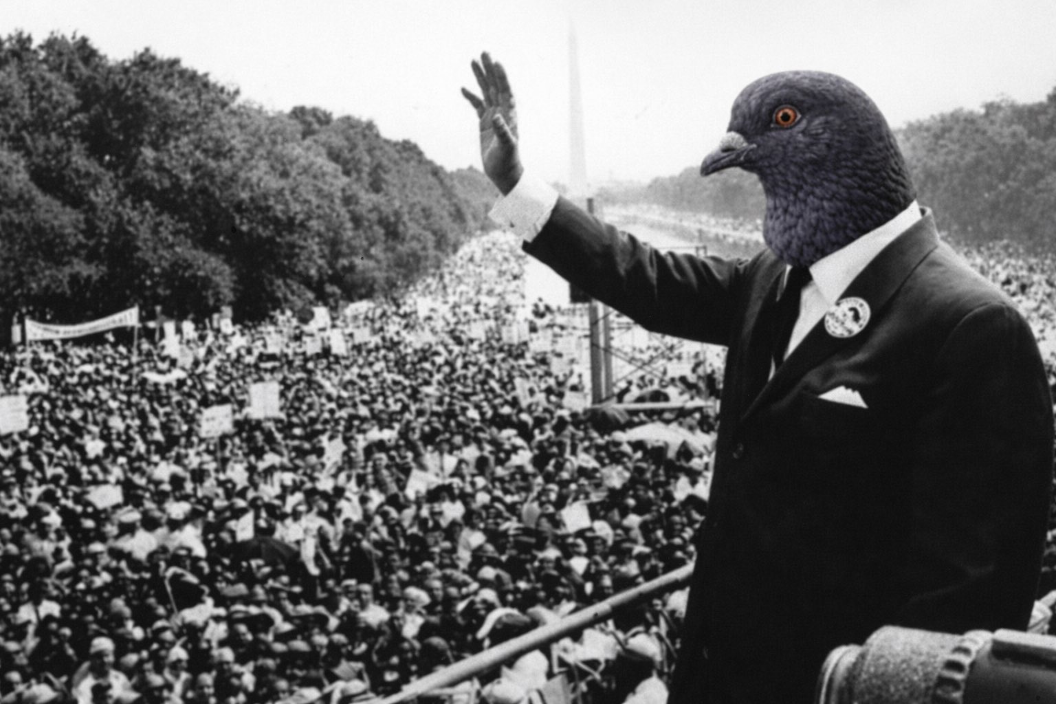 Pigeon Signal meme