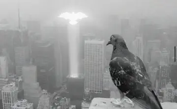 Pigeon Signal meme
