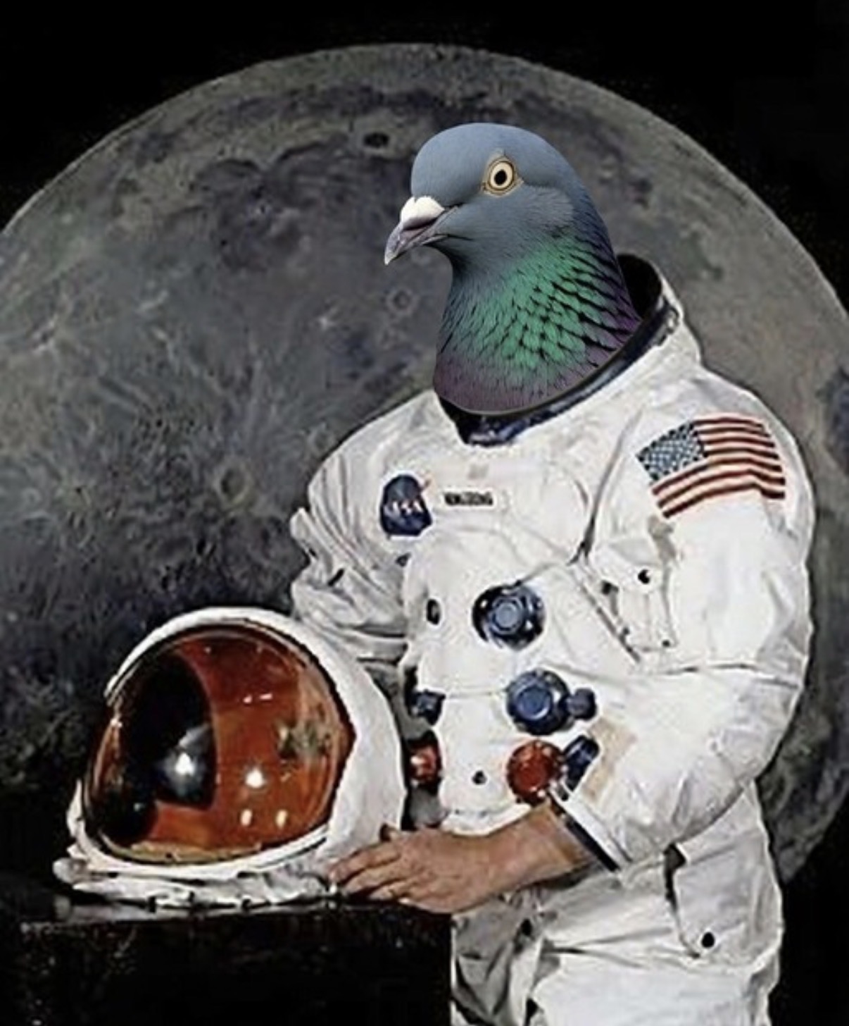 Pigeon Signal meme